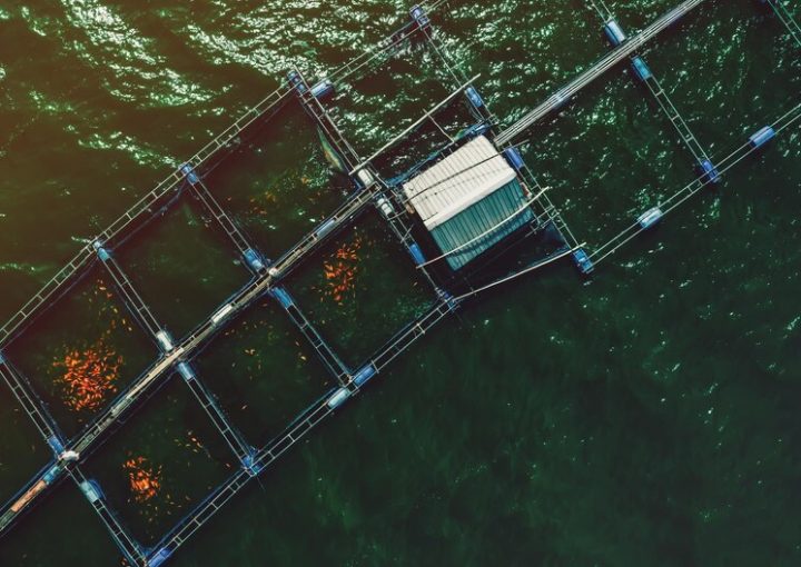 The Technology Behind Robeed: How Smart Feeders Work