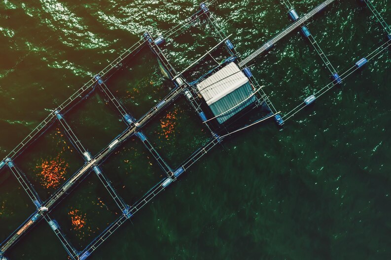 The Technology Behind Robeed: How Smart Feeders Work